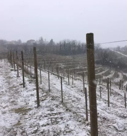 Turistična kmetija Kojsko