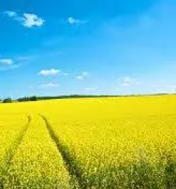 Kvalitetna krmila vransko