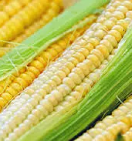 Nakup gnojil Vransko