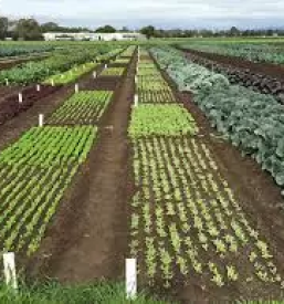 Dobra prodaja krmil Vransko