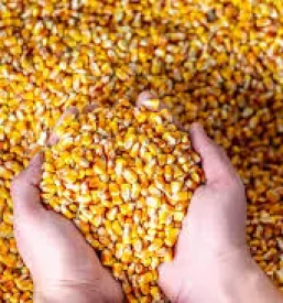 Ugodna prodaja krmil Vransko