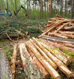 Prodaja lesa slovenija tujina