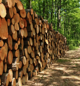 Prodaja lesa slovenija tujina
