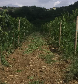 Izletniška kmetija Kojsko