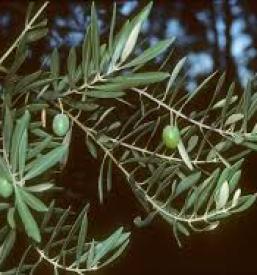 Domace oljcno olje obala