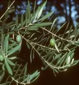 Domace oljcno olje obala