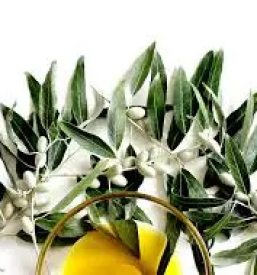 Domace oljcno olje slovenija