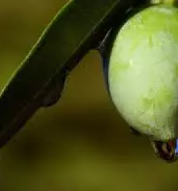 Domace oljcno olje slovenija