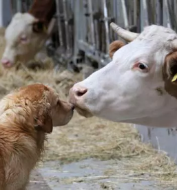 Comfortable overnight stay maribor pohorje