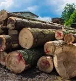Odkup in prodaja hlodovine cela slovenija