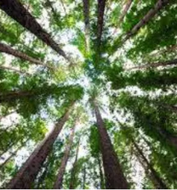 Odkup in prodaja hlodovine cela slovenija