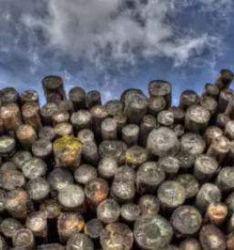 Odkup in prodaja hlodovine cela slovenija