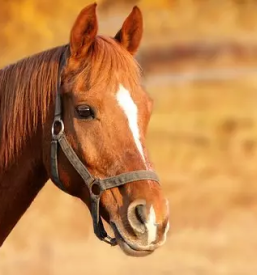 Prodaja vitaminskih dodatkov za domace zivali slovenija