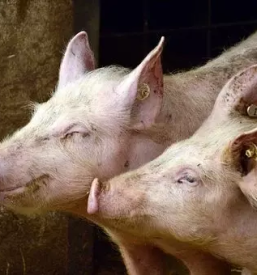 Prodaja vitaminsko mikromineralne predmesanice premiksi dodatki za domace zivali slovenija