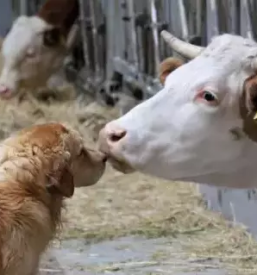 Turisticna kmetija pohorje