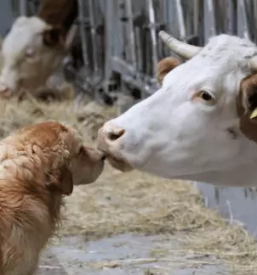Turisticna kmetija stajerska