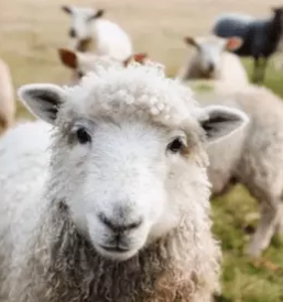 Turisticna kmetija stajerska
