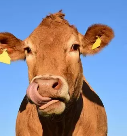 Izletniška kmetija Kozar 