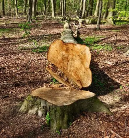 Odkup hlodovine dolenjska