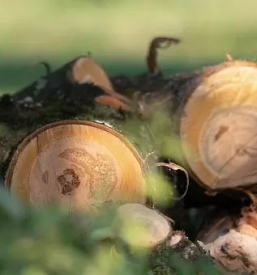 Predelava lesa dolenjska