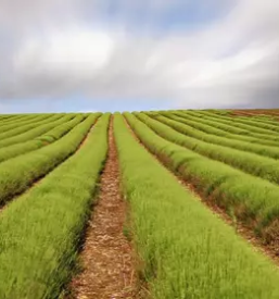 Ugodna prodaja kmetijskega repromateriala Koroška