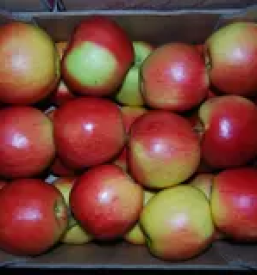 Domac jabolcni sok dolenjska