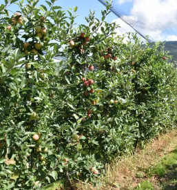 Domac jabolcni sok dolenjska