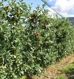 Domaca jabolka dolenjska