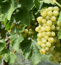 Domaca jabolka dolenjska