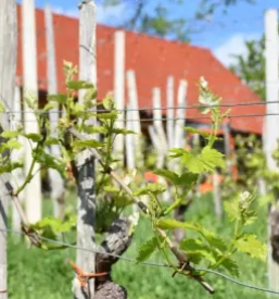 Domace bucno olje dolenjska