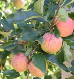 Domace bucno olje dolenjska