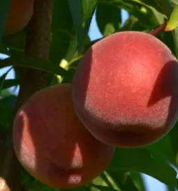 Domace bucno olje dolenjska