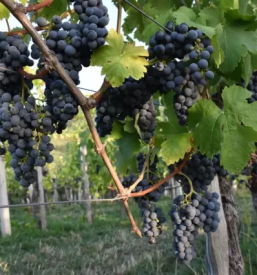 Domace bucno olje dolenjska