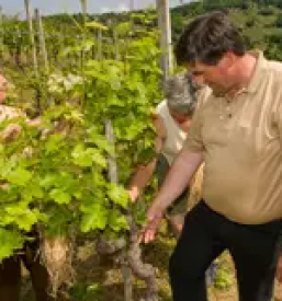 Kvaliteten cvicek dolenjska