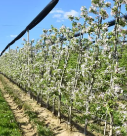 Modra frankinja dolenjska