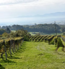 Modra frankinja dolenjska