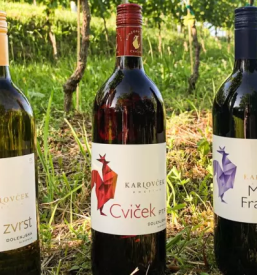 Modra frankinja dolenjska