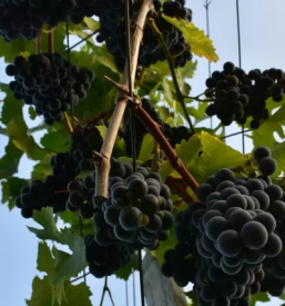 Modra frankinja dolenjska