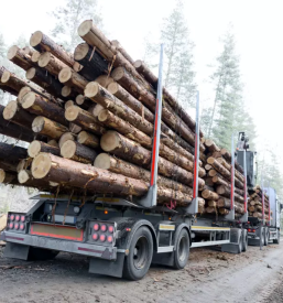 Odkup lesa koroska
