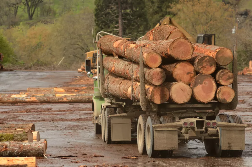 Zakaj se odločiti za sodelovanje z nami pri odkupu lesa?