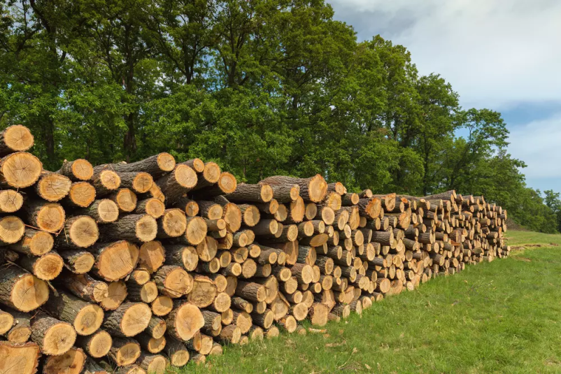 Odkup lesa Koroška
