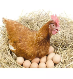 Odkup kmetijskih pridelkov in surovin Koroška