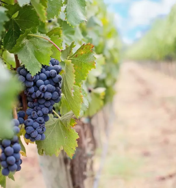 Dobra restavracija obala