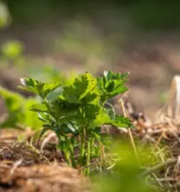 Mulcenje strmih terenov