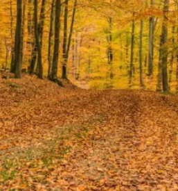 Mulcenje zarascenih povrsin