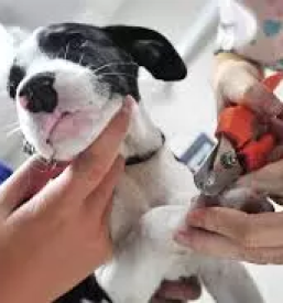 Veterinarska ambulanta za živali Gorenjska