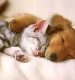 Veterinarska klinika za male živali Gorenjska