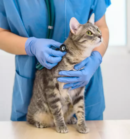 Veterinarska ambulanta zivali gorenjska