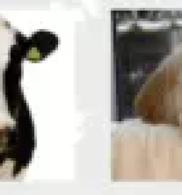 Ugodna veterinarska ambulanta za živali Gorenjska