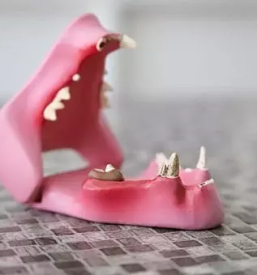 Cepljenje proti mačji kugi Gorenjska